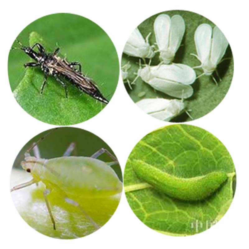 Pesticides 50g/L EC Lufenuron insecticide with good price