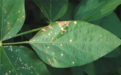 Soybean bacterial blight Pyraclostrobin