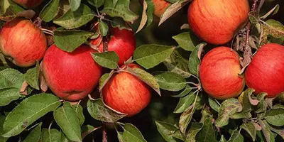 apple tree