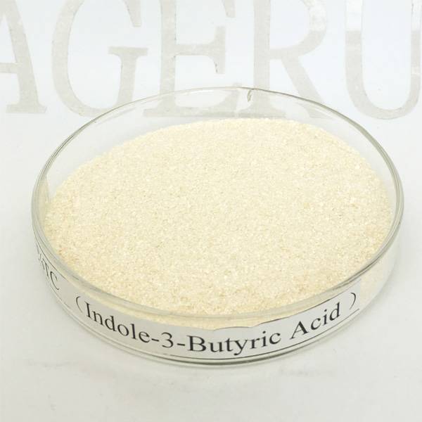 Ageruo Indole-3-Butyric Acid 99% Tc IBA for Plant Growth ...