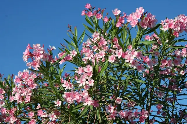 Plant blossom