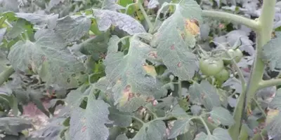 tomato early blight3