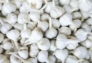 garlic